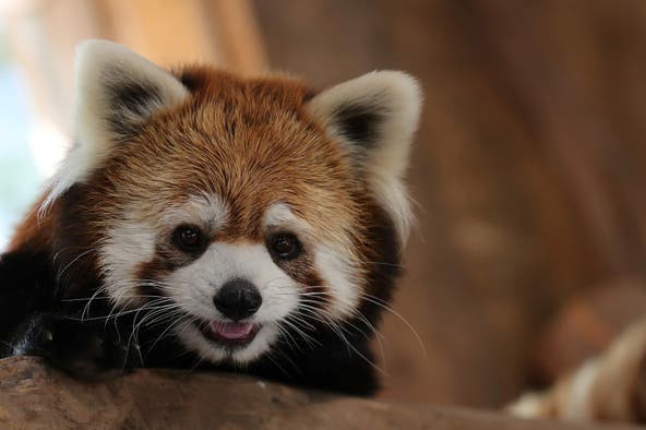 Los pandas rojos que fueron recibidos en Chile como parte de un programa de conservación